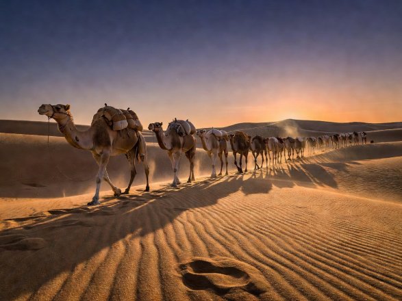 Caravan of camels crossing golden brown-sugar dunes at dusk